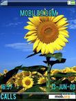 Download mobile theme Sunflowers