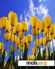 Download mobile theme Tulips