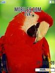 Download mobile theme Parrot