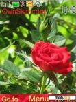 Download mobile theme red_rose