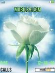 Download mobile theme White Rose