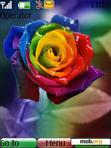 Download mobile theme colourful rose