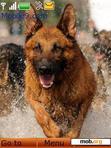 Скачать тему GERMAN  Shepherd Dogs