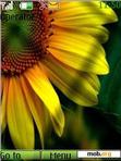 Download mobile theme sun flower_2