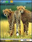 Download mobile theme Skinny Cheetahs