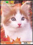 Download mobile theme Lovely Cat