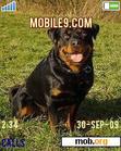 Download mobile theme Rottweiler