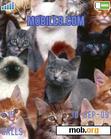 Download mobile theme Cute Cats