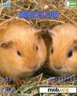 Download mobile theme guinea pig