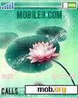 Download mobile theme Water Lily