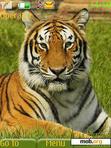 Download mobile theme royal bengal tiger