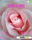 Download mobile theme pink rose