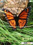 Download mobile theme Butterfly