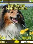 Download mobile theme collie