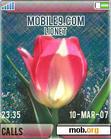 Download mobile theme Tulip_w710_z710_k610_z610