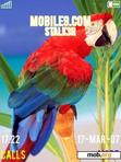 Download mobile theme RedParrot~