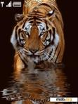 Download mobile theme water tiger