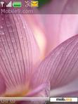 Download mobile theme Lotus_flower