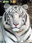 Download mobile theme White Tiger 6233