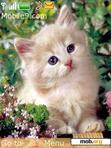 Download mobile theme white kitten