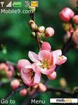 Скачать тему Apple Tree Flowers