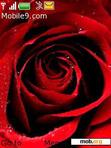 Download mobile theme Red Rose