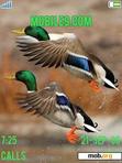 Download mobile theme Ducks