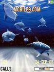 Download mobile theme DOLPHINS 1