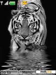 Download mobile theme white tiger