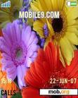 Download mobile theme summerflowers