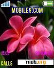 Download mobile theme FLOWER