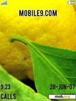 Download mobile theme Lemon