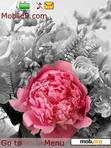 Download mobile theme pink peony