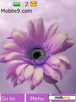 Download mobile theme Purple Flower