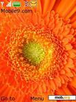 Скачать тему Orange Flowe