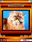 Download mobile theme Cat