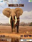 Download mobile theme African Elephant