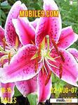 Download mobile theme Flowers-2