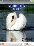 Download mobile theme Swan