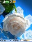 Download mobile theme white rose