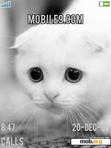 Download mobile theme Cute cat