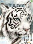 Download mobile theme White tiger