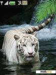 Download mobile theme white tiger