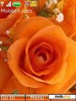Download mobile theme orange rose