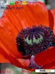 Download mobile theme red poppy