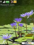 Download mobile theme Lilies