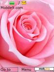 Download mobile theme cute rose