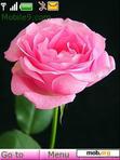 Download mobile theme pink rose