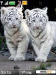 Download mobile theme white tigers