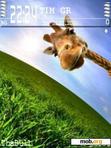 Скачать тему Giraffe by ThaBull
